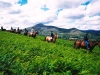 treckinginwicklow