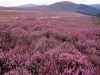 wicklowmountains
